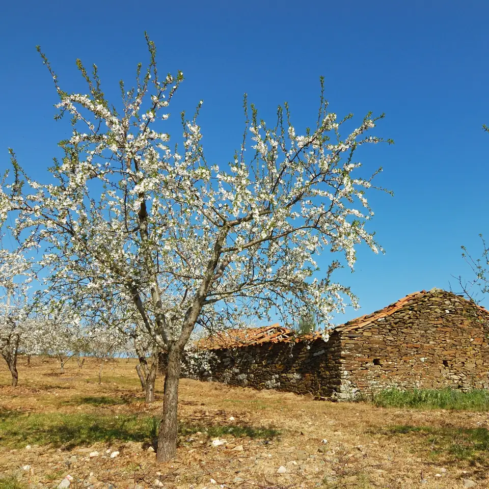 Ein blühender Mandelbaum in Trás-os-Montes im Norden Portugals