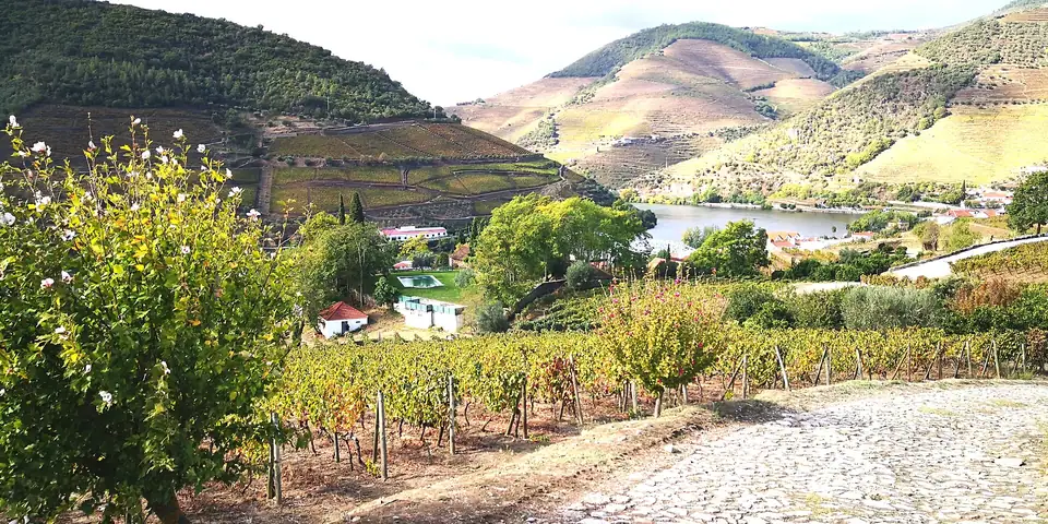 Die Weinberge der Quinta do Bomfim im Spätsommer