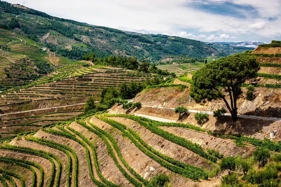 Überblick über das Douro-Tal mit dem Fluss zwischen Terrassen