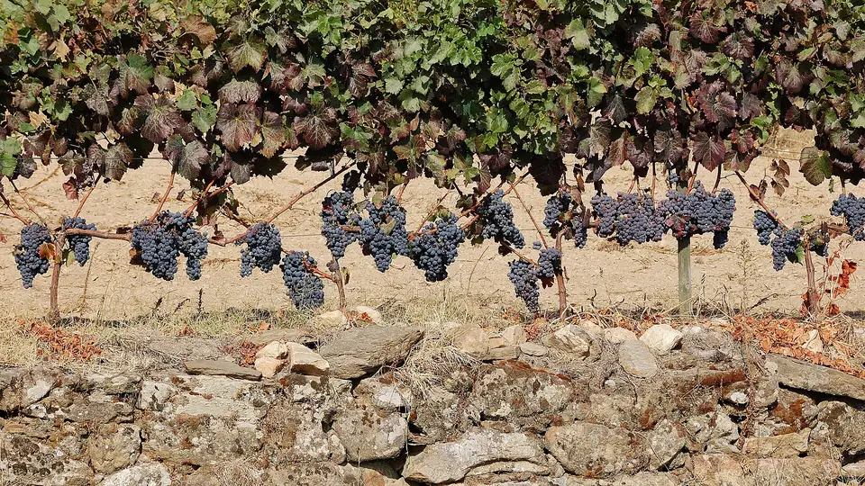 Portugal: 2 Tage im Douro-Tal mit Weinlese-Erlebnis