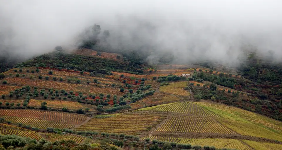 Nebel und tiefe Wolken über den Weinbergen am Douro am Morgen