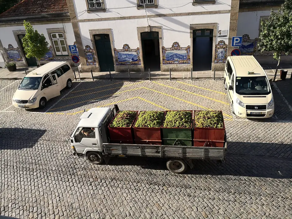 Ein Pick-up mit Kisten voller Trauben in den Straßen von Pinhão während der Lese