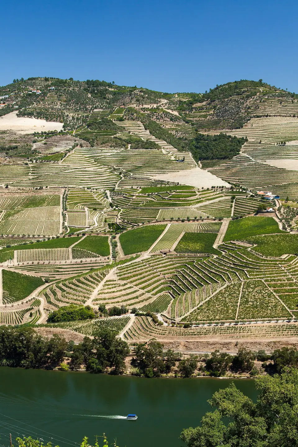 Weinterrassen an einer Biegung des Douro
